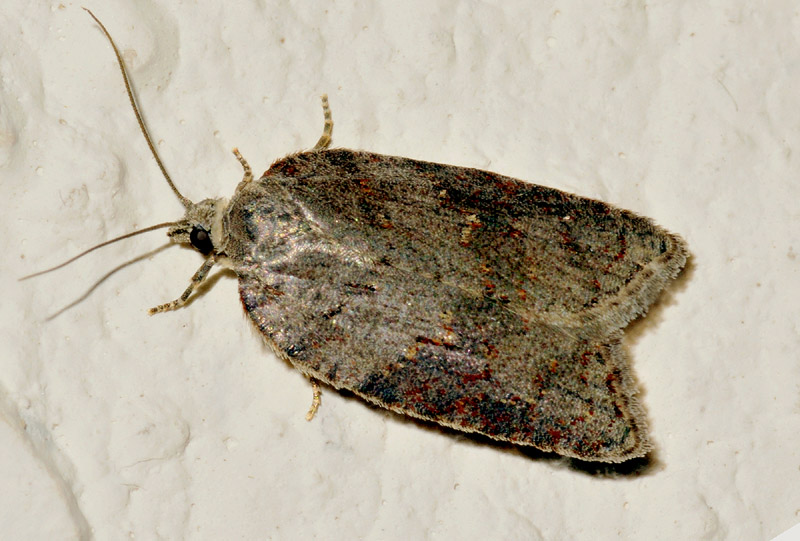 17 Tortricidae - Acleris sparsana